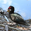 Muscovy Duck V 2-5-25