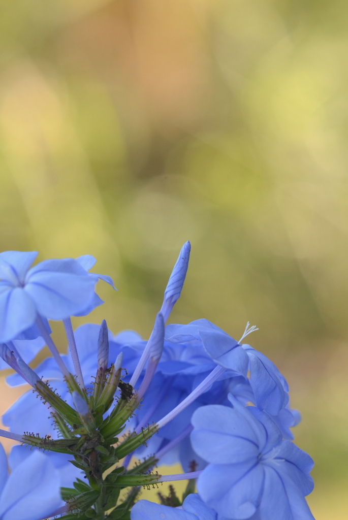 Cape Leadwort 2-24-23