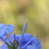 Cape Leadwort 2-24-23