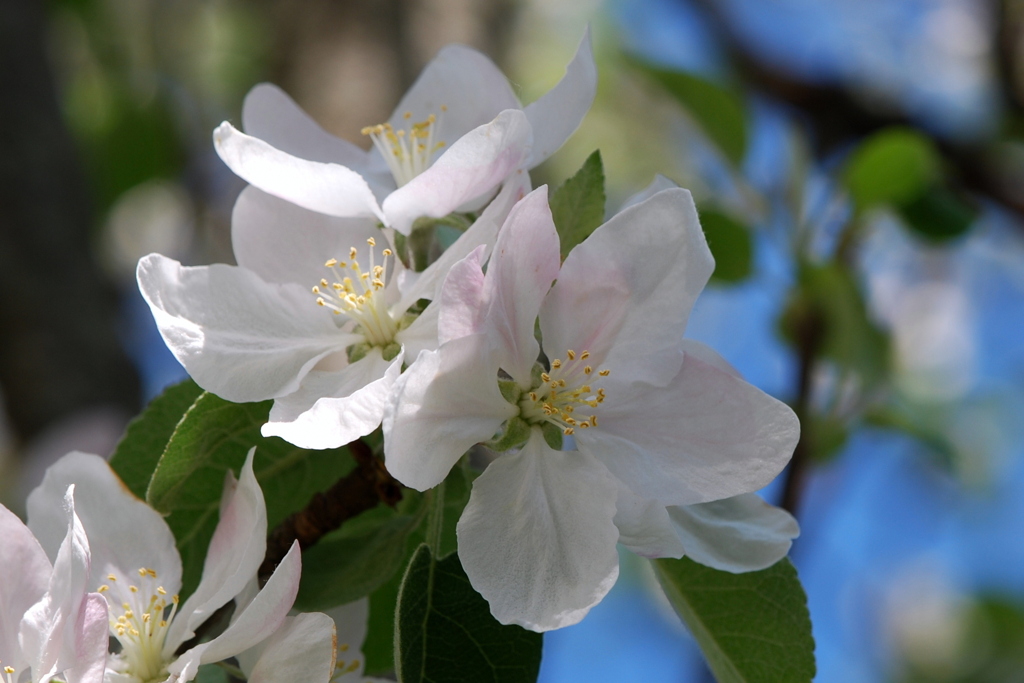 Apple Blossom Brunswick May 2015