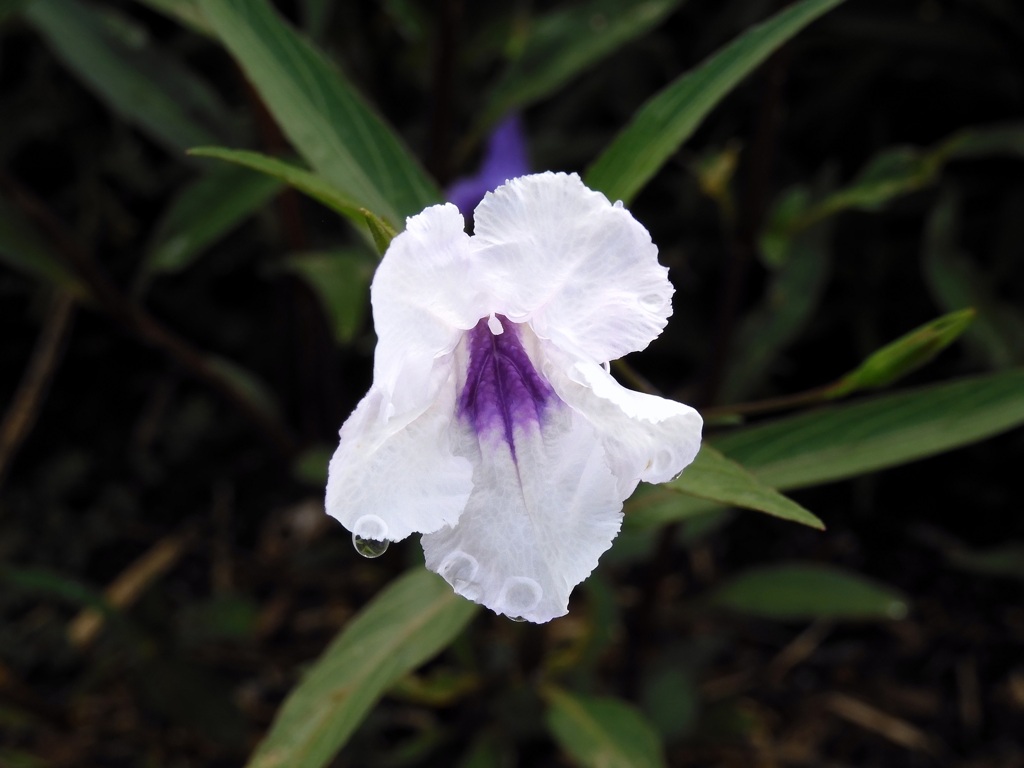 White Mexican Petunia 7-25-23
