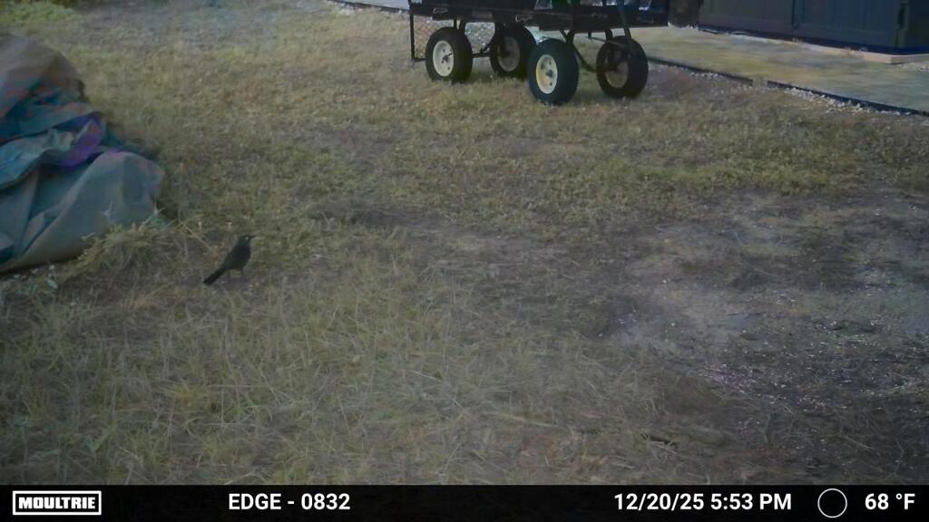 Common Grackle 12-20-25