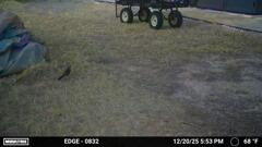 Common Grackle 12-20-25