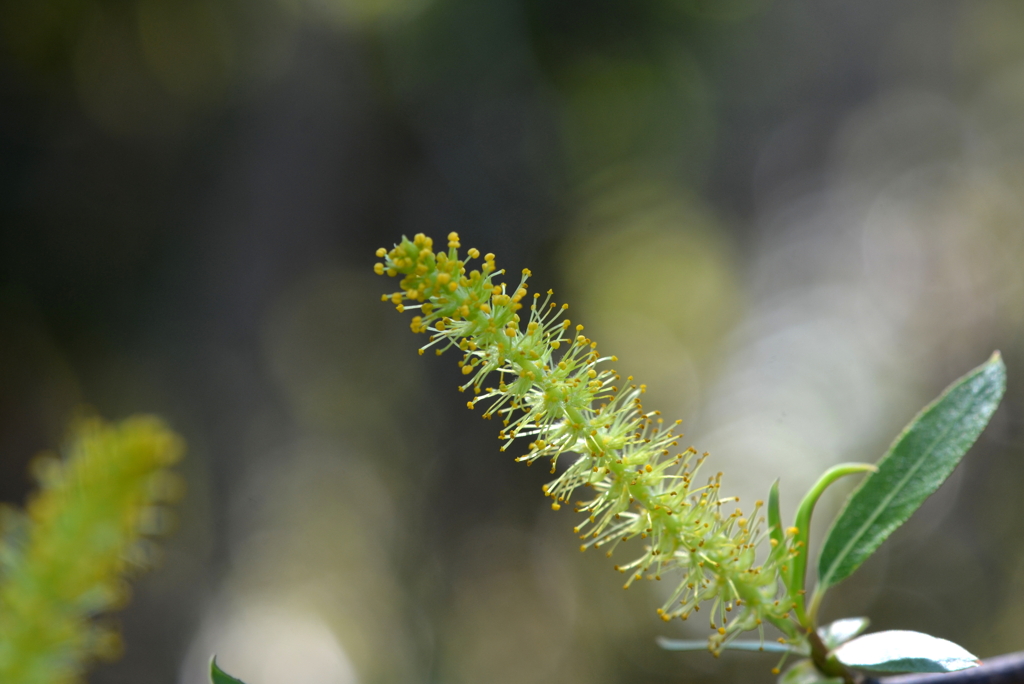 Coastal Plain Willow II 2-4-25