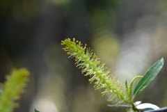 Coastal Plain Willow II 2-4-25