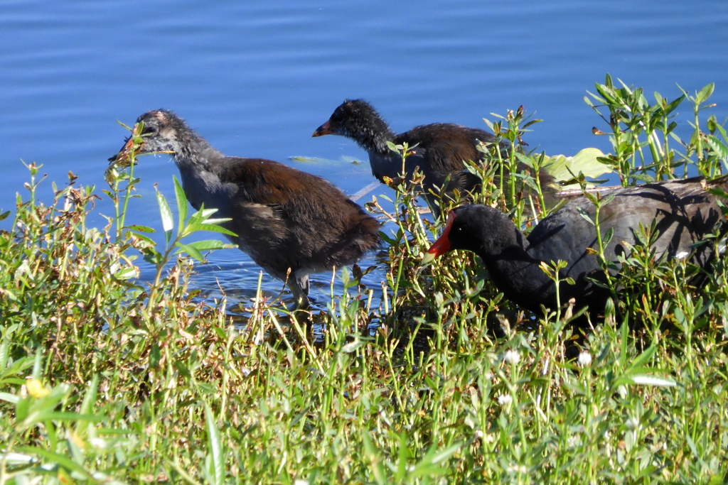 Common Gallinule Family 6-27-23