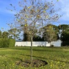Golden Trumpet Tree No1-III 3-16-24