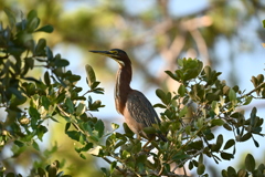 Green Heron I 7-9-25