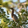 Green Heron I 7-9-25