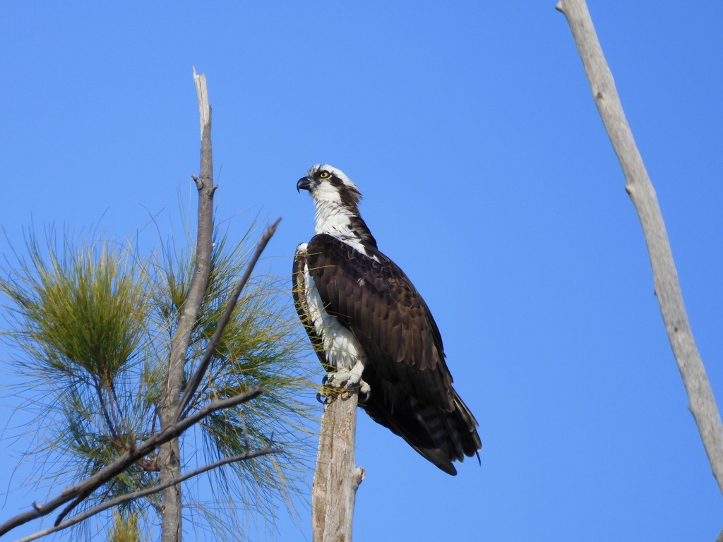 Osprey II 9-17-23