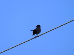 Common Grackle II 10-15-23