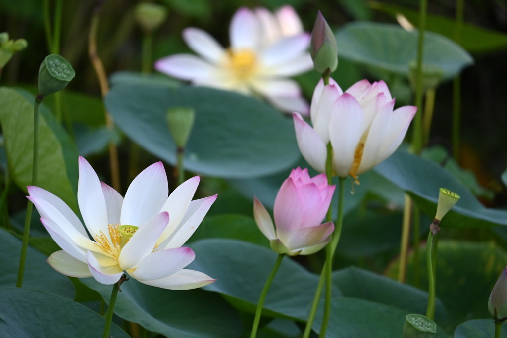 Morning Lotus 7-17-25