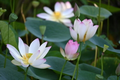 Morning Lotus 7-17-25