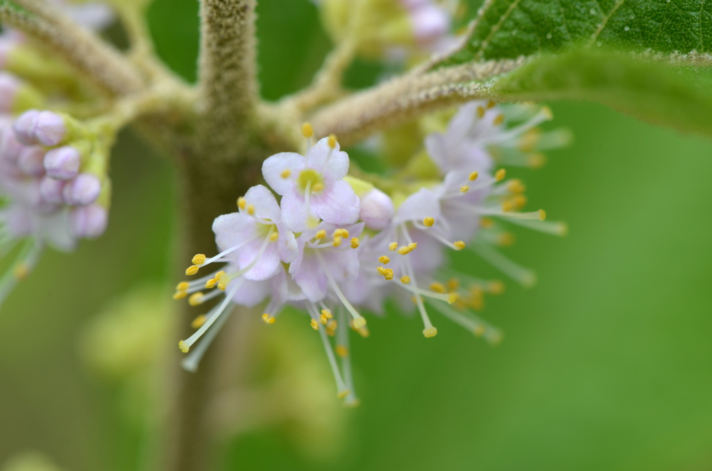 American Beautyberry 7-27-23