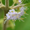 American Beautyberry 7-27-23