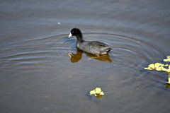 すいすい　11-18-25