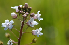 Water Pimpernel II 3-22-25