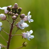 Water Pimpernel II 3-22-25