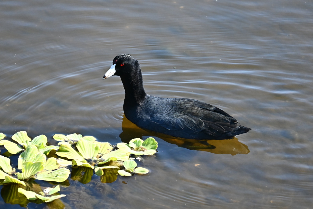 にやっ　11-18-25