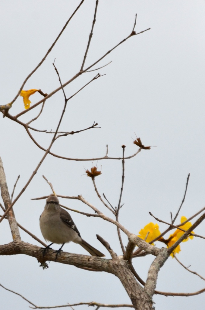 Mockingbird on Golden Trumpet Tree 3-15-