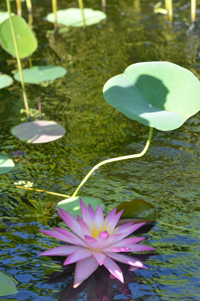 Pink Water Lily II 7-17-25