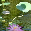 Pink Water Lily II 7-17-25