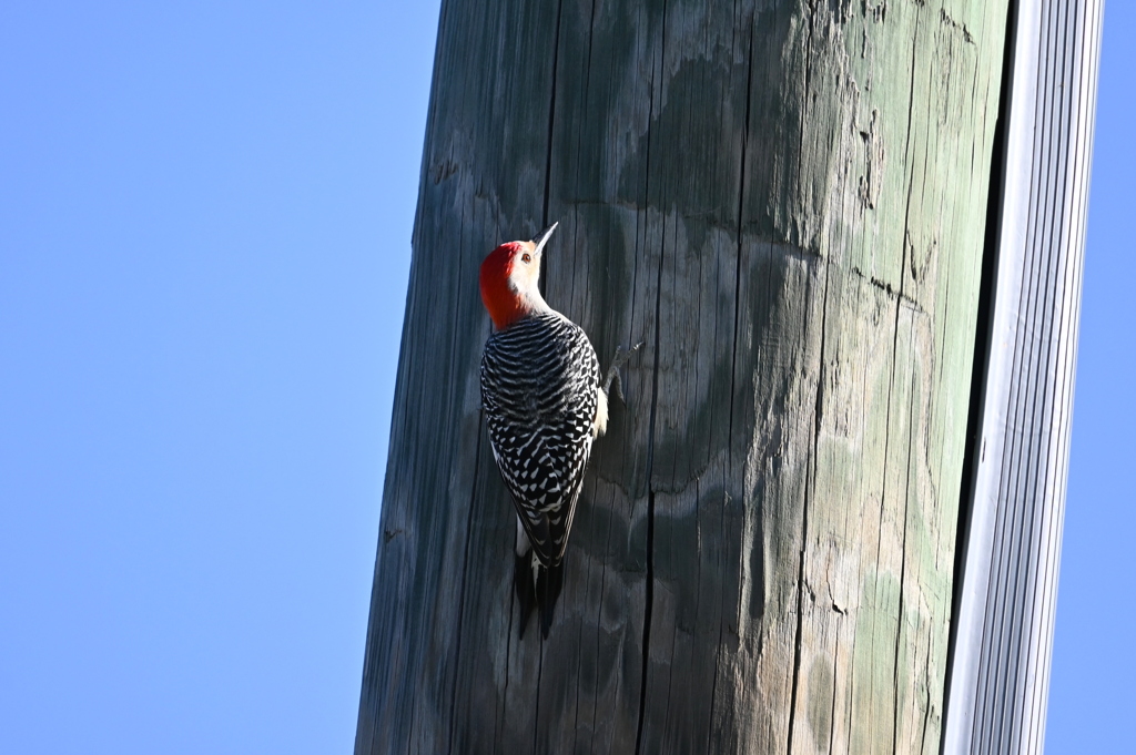Red-bellied Woodpecker I 10-31-24