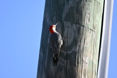 Red-bellied Woodpecker I 10-31-24