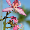 Purple Orchid Tree 4 12-7-23