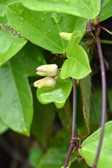 Buds 9-18-25