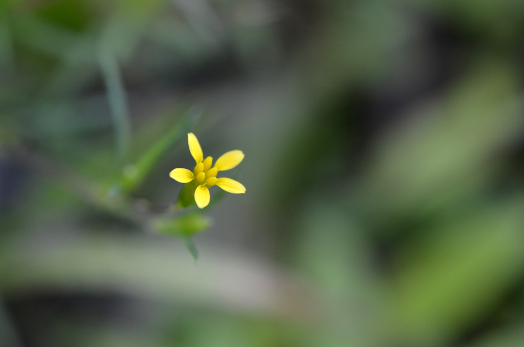 Cinchweed II  8-20-25