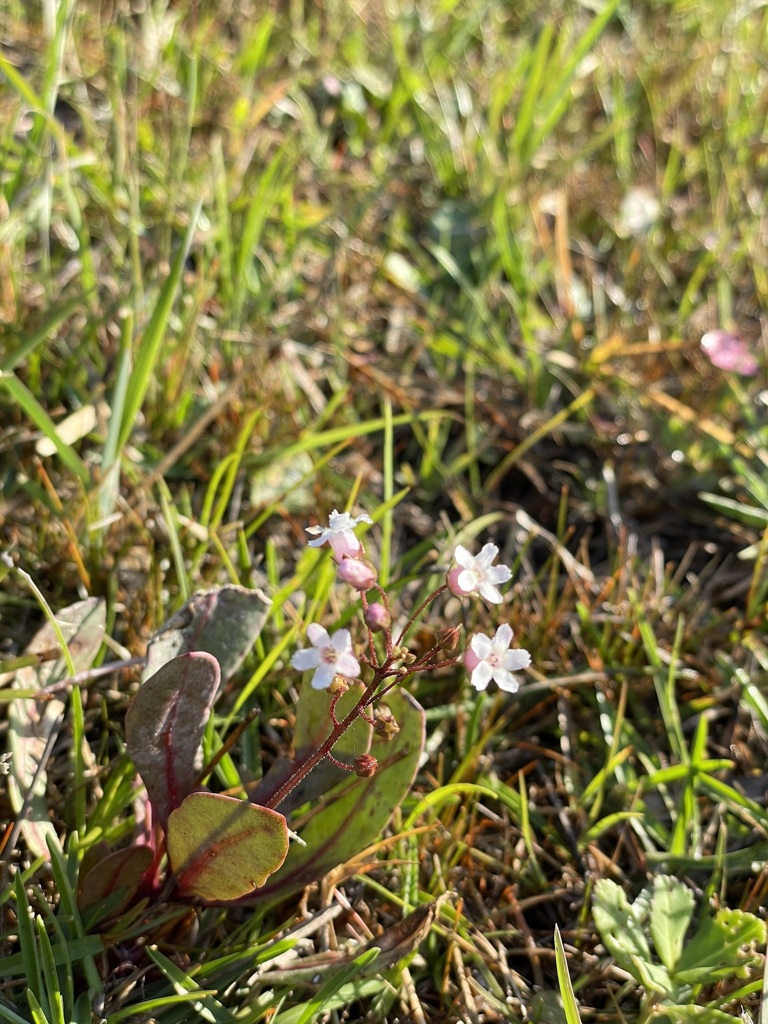 Water Pimpernel I 5-4-23