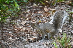 Front Paw 7-9-25