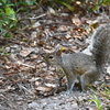 Front Paw 7-9-25
