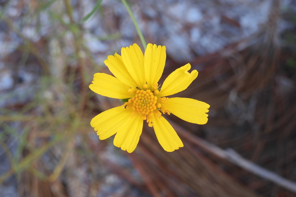 Coastalplain Honeycombhead I 1-4-23