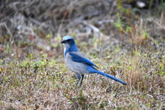 Florida Scrub Jay IX 2-4-26