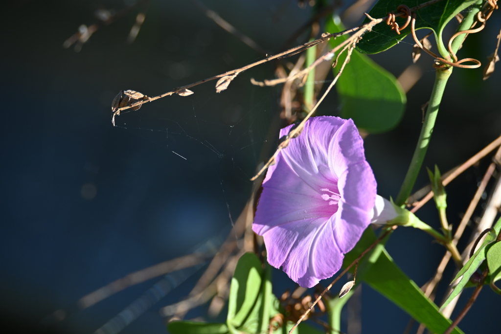 Ipomoea cordatotriloba I  10-15-25