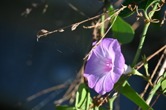 Ipomoea cordatotriloba I  10-15-25