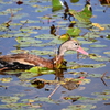 Black-bellied Whistling-Duck 2-4-25