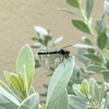 Seaside Dragonlet 9-3-24