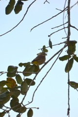 Palm Warbler II 1-24-23