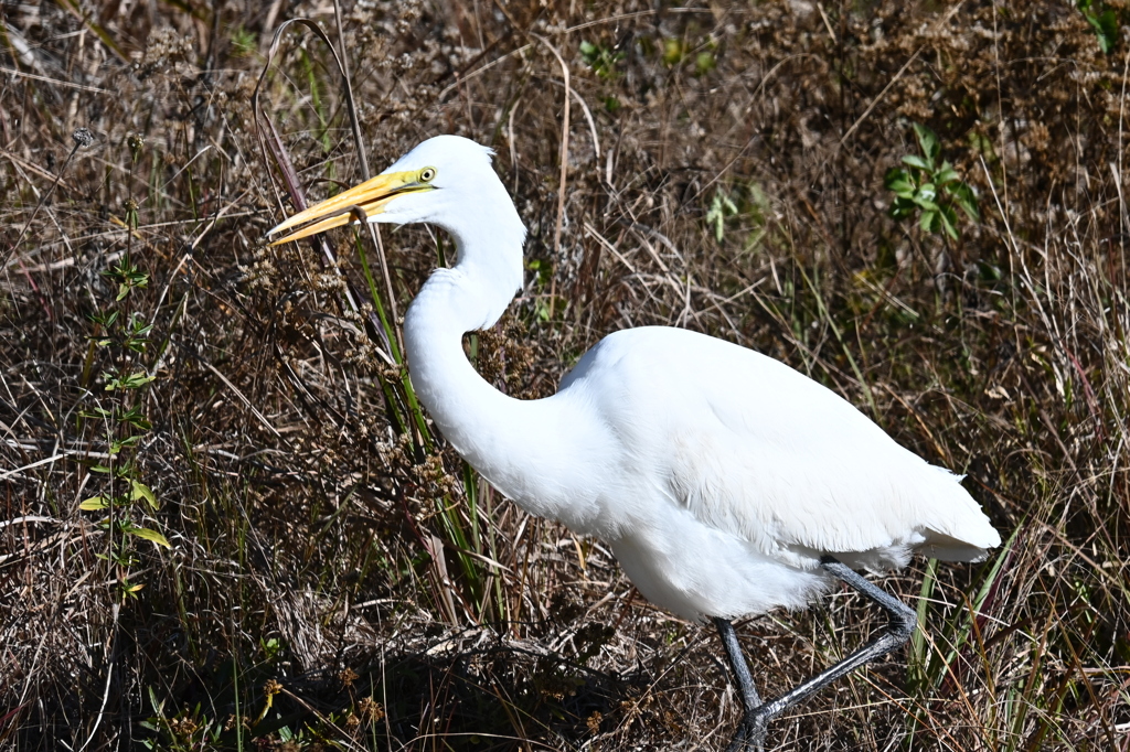 アノールとったど　1-20-26