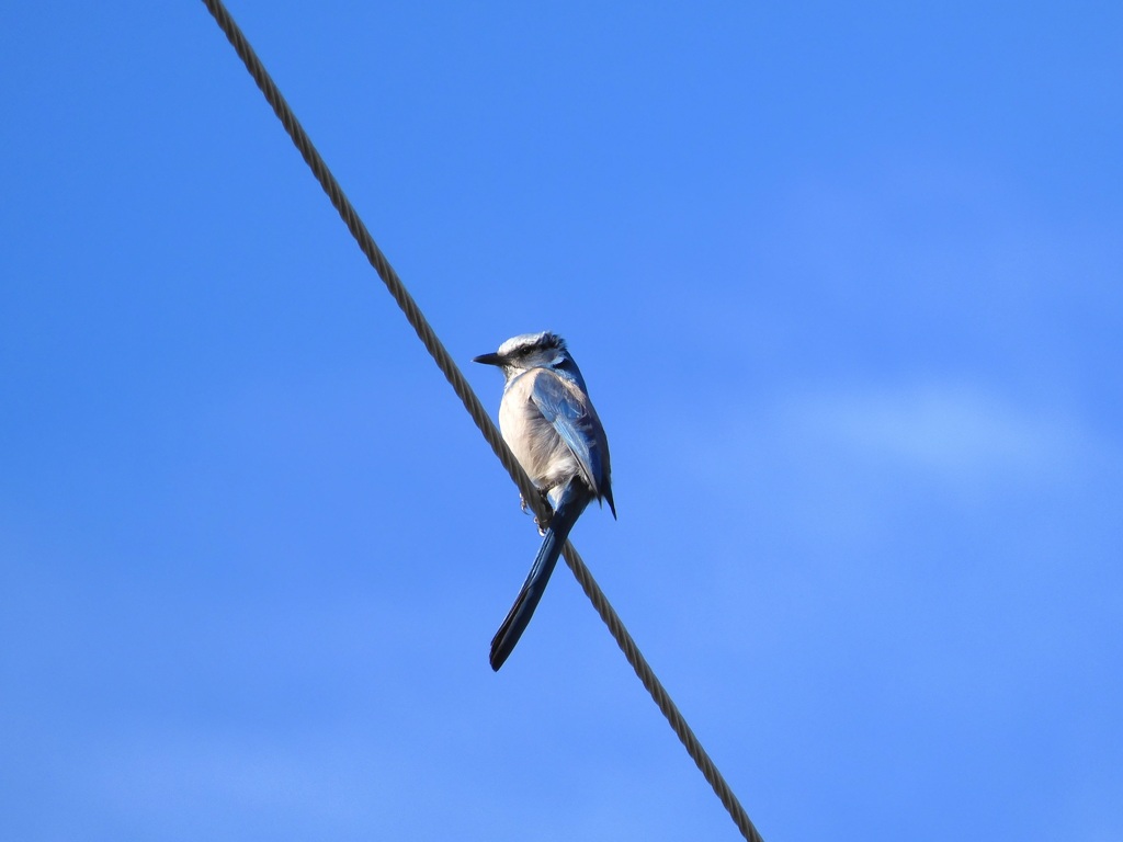 Florida Scrub Jay III 2-14-24