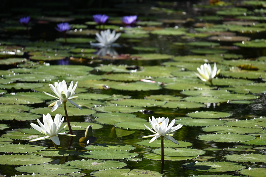 Waterlilies 12-16-25