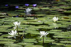 Waterlilies 12-16-25