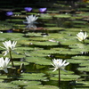 Waterlilies 12-16-25