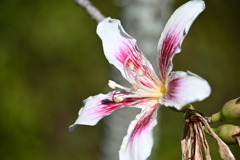 Floss Silk Tree 12-16-25