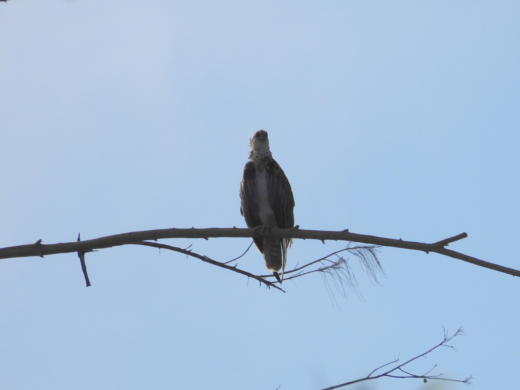 Osprey III 8-3-23