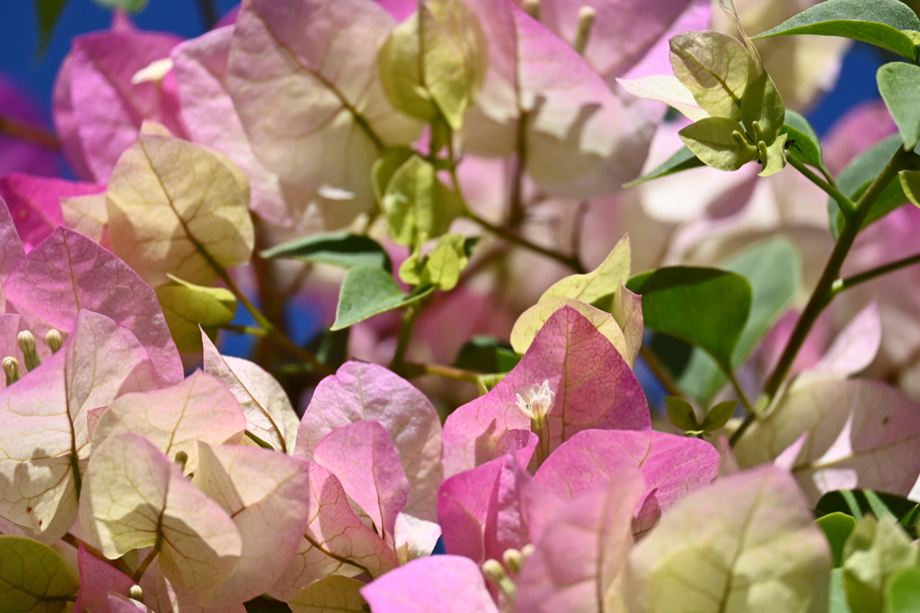 Rosa Preciosa Bougainvillea 12-16-25
