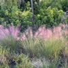 Muhly Grass　10-28-23